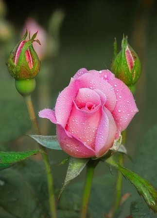 Роза ланком чайно-гибридная