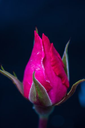 Розовый бутон