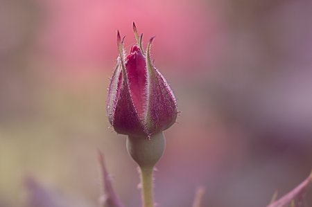 Бутон цветка