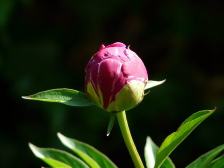 Полураспустившийся бутон пиона