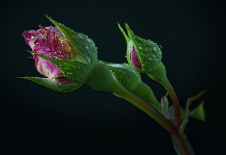 Нераспустившийся бутон