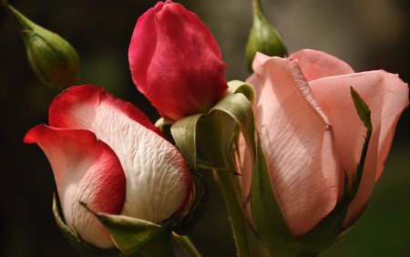 Бутон цветка