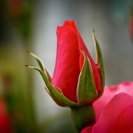 Бутон красной розы