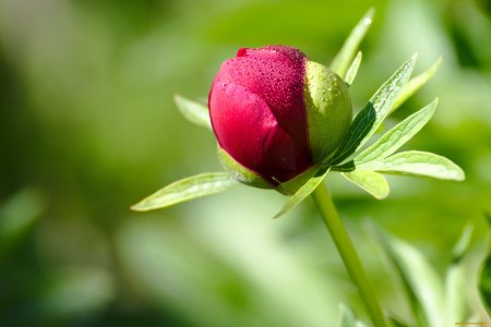 Цветы пион НЕРАСКРЫВШИЕСЯ