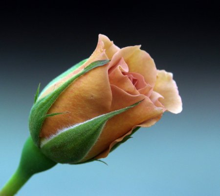 Чашелистик кустовой розы