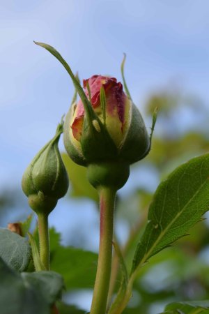 Чашелистик розы