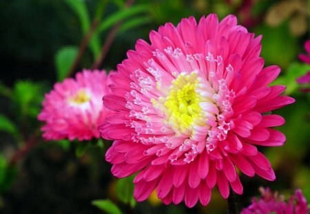 Aster цветок