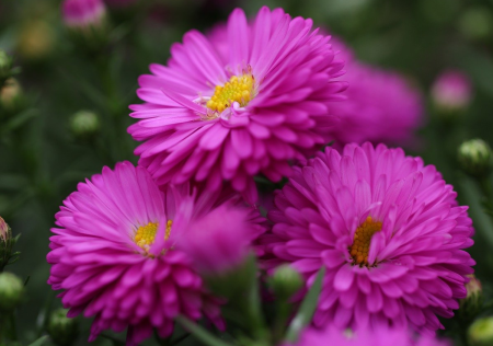 Астра новобельгийская Генри Пинк