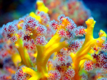 Водоросли кораллового рифа