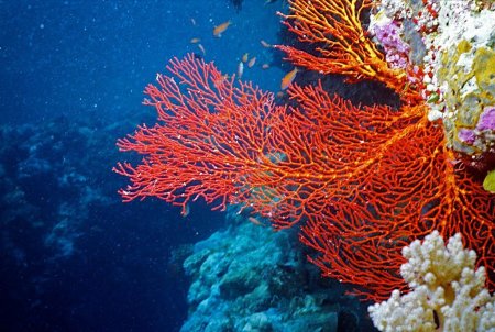 Коралловые полипы красный коралл