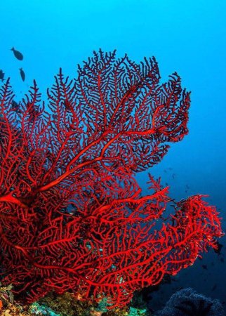 Коралл морской веер