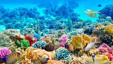 Коралловый риф песок