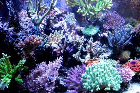 Герматипные кораллы