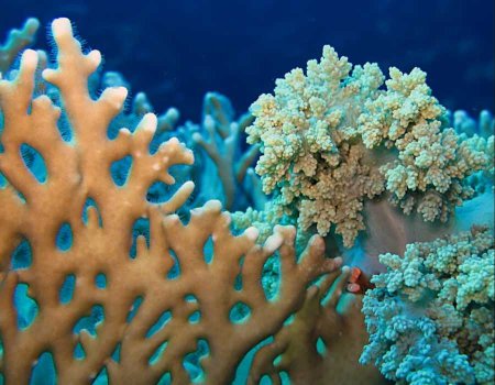 Коралловые полипы рифы
