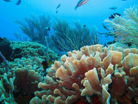 Большой Барьерный риф водоросли