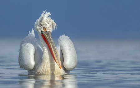 Пеликан - Pelican