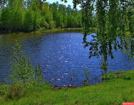 Оз Лесное чист пруды