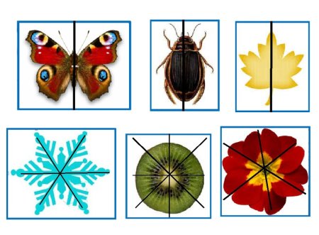 Симметричные фигуры из природы
