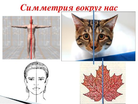 Осевая симметрия вокруг нас