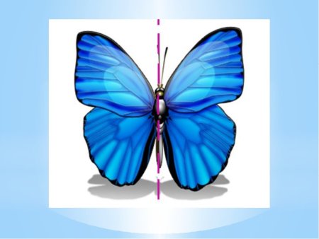 Симметричные предметы в природе