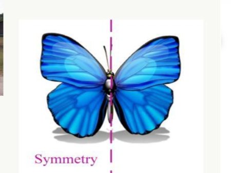 Симметричные предметы бабочка