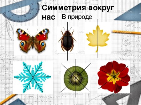 Ось симметрии в природе