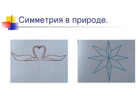 Симметричные фигуры в природе