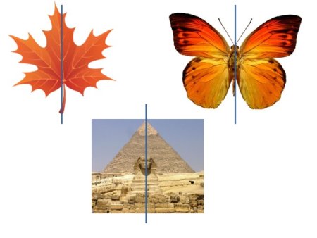 Осевая симметрия в природе