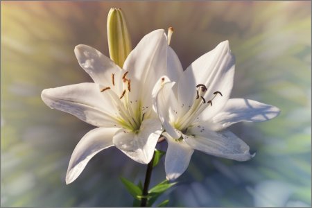 Лилия Pearl White