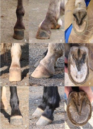 Horse hooves Shoes туфли
