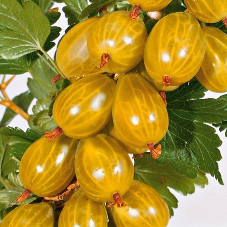 Крыжовник Хиннонмаки Йеллоу