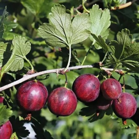Крыжовник (ribes grossularia `Командор`)