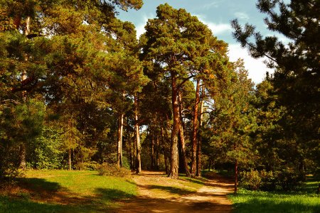 Сосновая роща Калуга