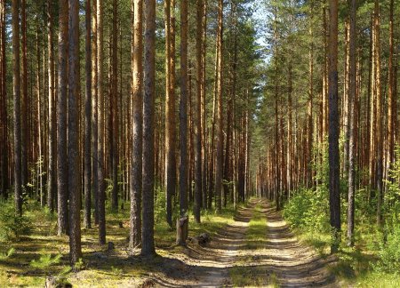 Золотарёвский Сосновый Бор