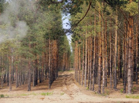 Лес Сосновый Бор Канск