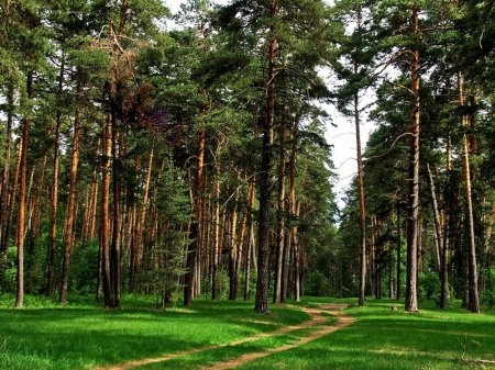 Сосновый Бор Ногинский район лес