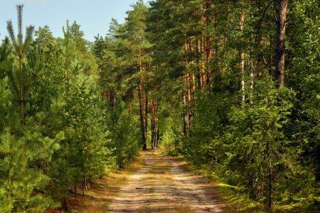 Сосновый Бор Московская область