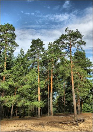 Сосновый Бор Ступино