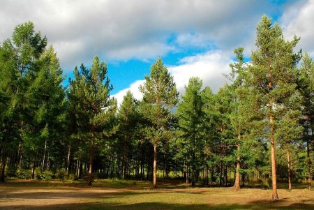 Иванишинская сосна