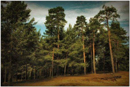 Sergey Kochnev Сосновый Бор