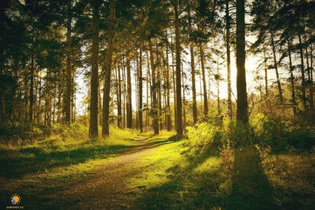 Сосновый Бор на Урале