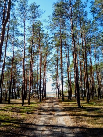 Сосновый Бор Костанай лес