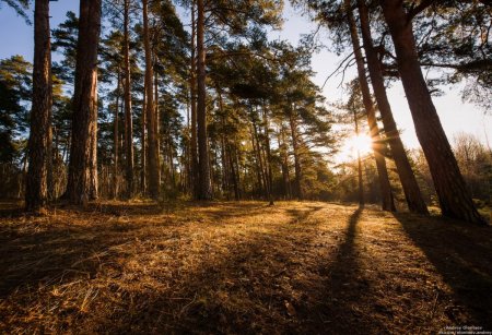 Сосновый Бор Подмосковье