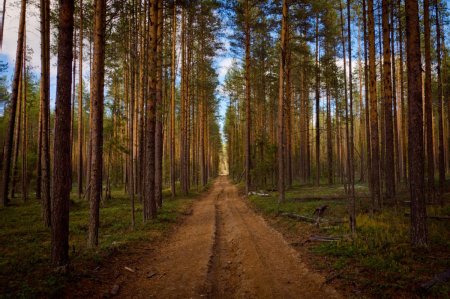 Сосновый Бор Ногинский район лес