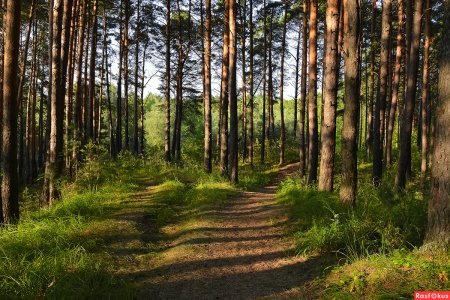 Сосновый Бор Калуга