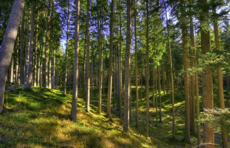 Сосновый Бор Подмосковье