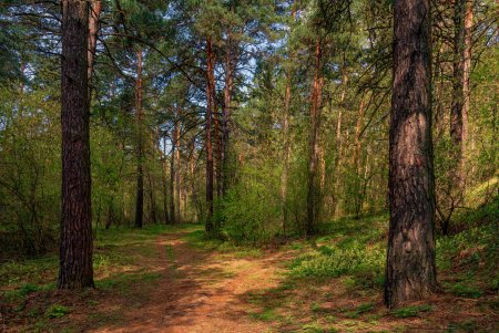 Сосновый лес Ковылкино