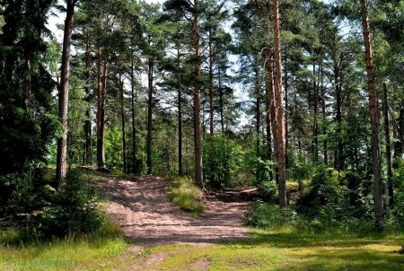 Сосновый Бор Воронеж