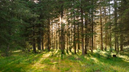 Бузулукский Сосновый Бор национальный парк