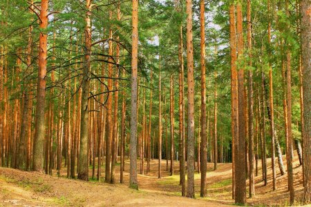 Брянск Сосновый Бор леса